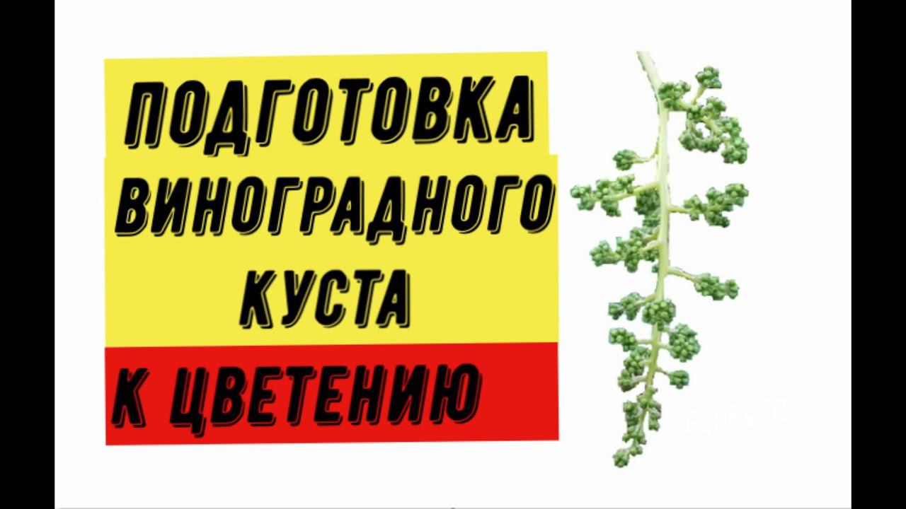 Подготовка виноградного куста к цветению. Виноградник Вадима Точилина смотреть онлайн