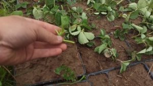 Как я укореняю рассаду клубники из усов.