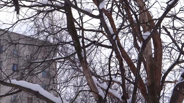 белоспинный дятел смотреть онлайн