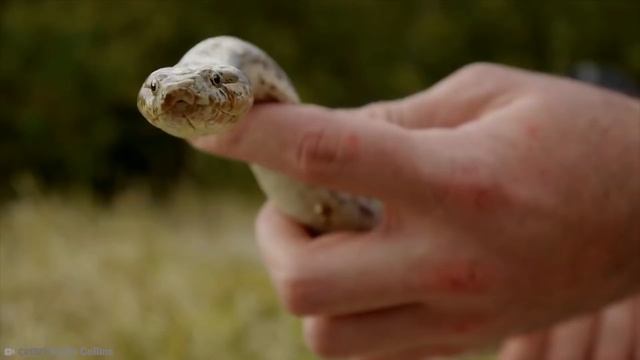 15 Rarest Snakes In The World! смотреть онлайн