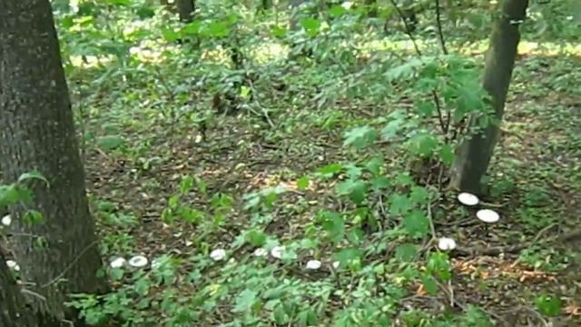 Ведьмин круг смотреть онлайн