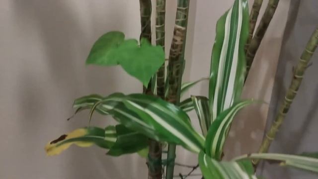 ЦВЕТЫ на моем этаже в подъезде // ОБЗОР ЦВЕТОВ смотреть онлайн