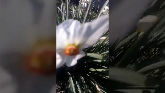 Нарциссы смотреть онлайн