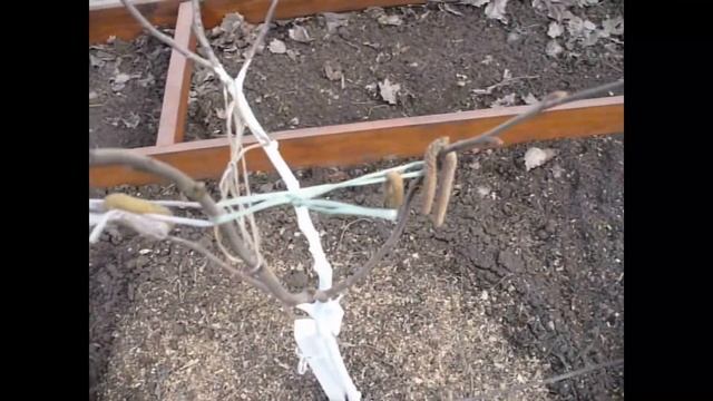 Фундук. Цветение и ручное опыление молодых штамбов. смотреть онлайн