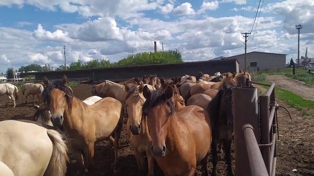 Трёхлетние жеребцы башкирской породы. Уфимский конный завод 119. смотреть онлайн