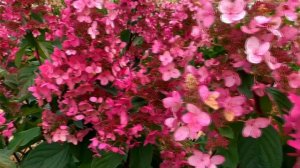 РОЗОВЫЕ МОТЫЛЬКОВЫЕ СОРТА ГОРТЕНЗИИ