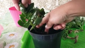 Каланхоэ. Размножение и уход