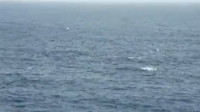 Дельфины в открытом море смотреть онлайн