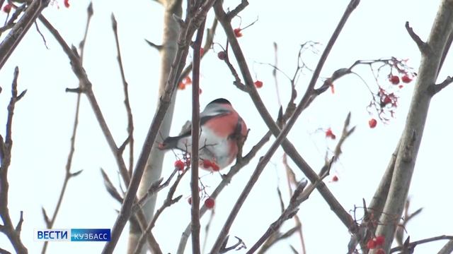 Зима уже тут: в Кузбасс прилетели снегири