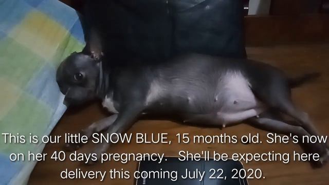 Snow on her 40 days pregnancy | Blue tea cup chihuahua смотреть онлайн