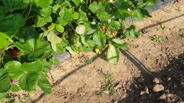 26.05.21 Созревание клубники. смотреть онлайн