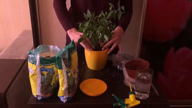 Фикус Бенджамина / Пересадка / Комнатные растения смотреть онлайн