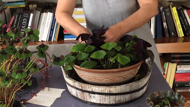 Oxalis çeşitleri смотреть онлайн
