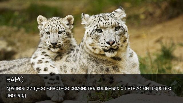 Барс. Толковый Видеословарь русского языка смотреть онлайн