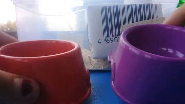 Что нужно для хомяка, первое время смотреть онлайн