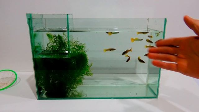 ГУППИ!ПОЛУЧАТЬ МАЛЬКА КАК ЭФФЕКТИВНЕЙ???Poecilia reticulata смотреть онлайн