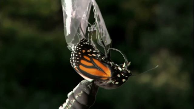 Внутренние Миры ~ Внешние Миры / Даниэль Дж. Шмидт / 2012 / HD 1080 смотреть онлайн