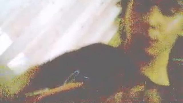 Bass Solo - Bajista Argentino смотреть онлайн