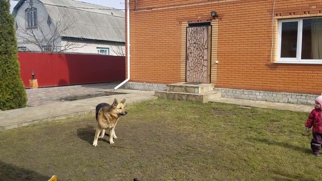 VLOG Опухла щека. Теперь Серега нянь смотреть онлайн