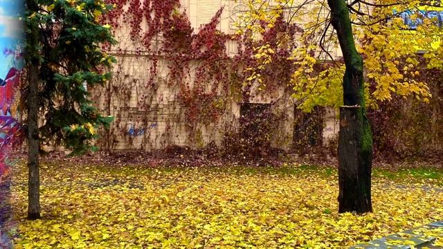 SONNET 97/William Shakespeare/part 1 /Сонет 97/Шекспир/часть1 смотреть онлайн