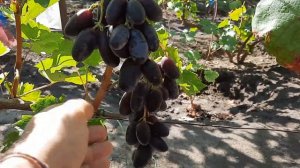 ГФ Винограда ИМПЕРАТРИЦА,ГРАФИНЯ,СТЕПАШКА (Калугин В.М.). 06.09.2023г.