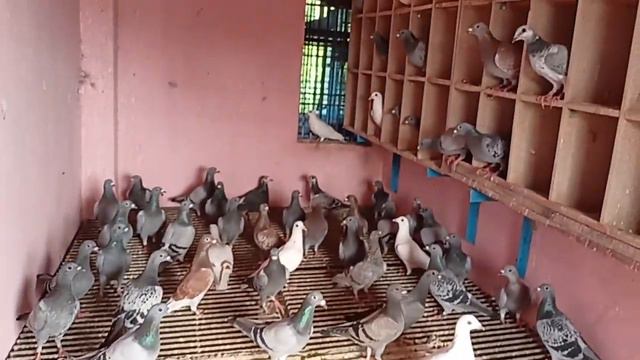 Palma Loft Racing pigeon 2022/23 Race season смотреть онлайн