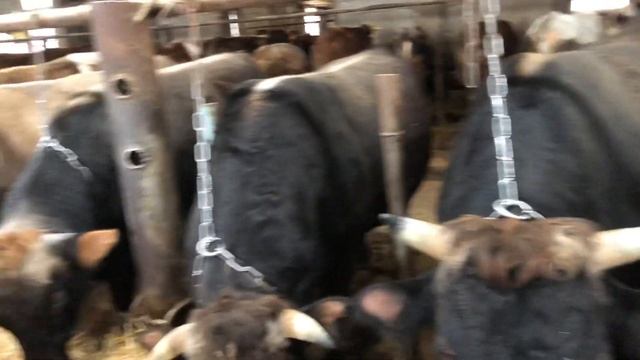 откорм бычков лучшее кормление смотреть онлайн