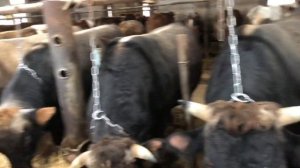 откорм бычков лучшее кормление