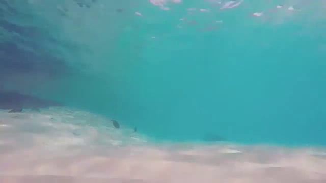 21minutes CORAL REEF ECOSYSTEM + Relaxing Music -COLOURFUL OCEAN LIFE in UHD||MARINE LIFE||SEA FISH смотреть онлайн