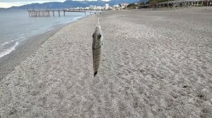 Рыбалка Алания Турция. Рыбалка с берега Турция. Как ловить рыбу в море. Турция, Аланья.