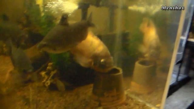 Пример большого аквариума и больших рыб смотреть онлайн