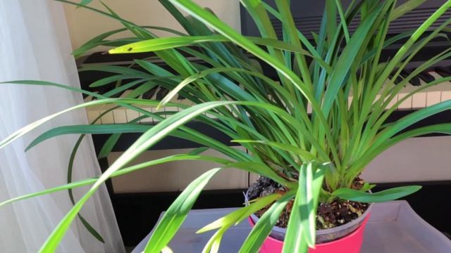 Care Guides - (mini) Cymbidium // #CareCollab смотреть онлайн