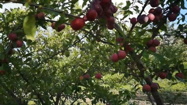 Алыча Обильная Новая. 22.07.2020 начало созревания плодов. Первое плодоношение. смотреть онлайн