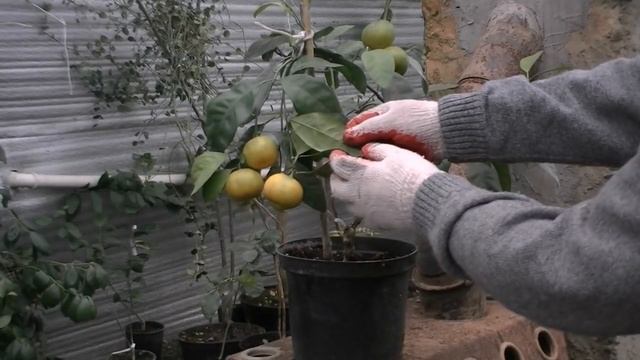 Мандарин сорт Ковано Васе, первое плодоношение.