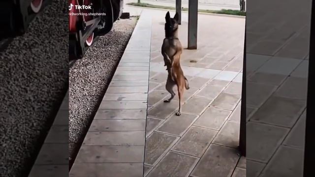 2 minutes,😝😆Funny Animals Clip смотреть онлайн