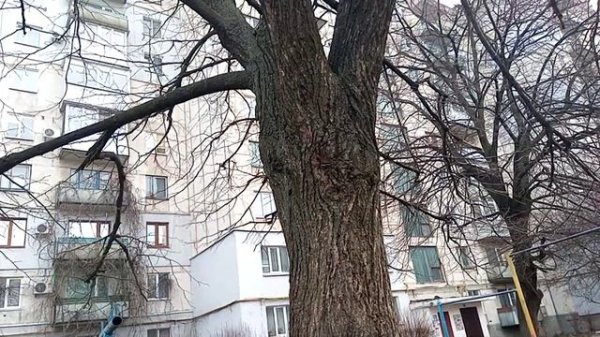 Баркас, Лисичанск!