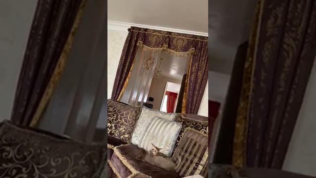 Бенгалы и собака. Питомник бенгальских кошек. Big Marshal смотреть онлайн