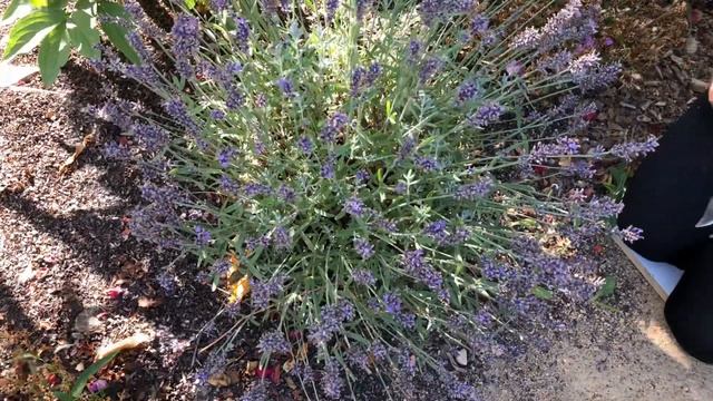 Такая разная Лаванда - обзор четырёх сортов . смотреть онлайн