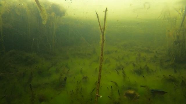 ЛОВЛЯ РОТАНА НА МОРМЫШКУ 2020. ПОДВОДНАЯ СЪЁМКА. WINTER FISHING.