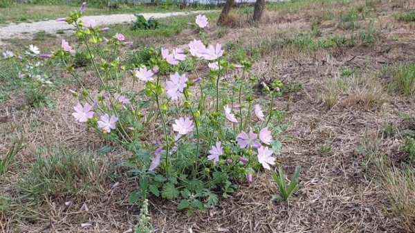 Malva moschata ชบาจิ๋ว