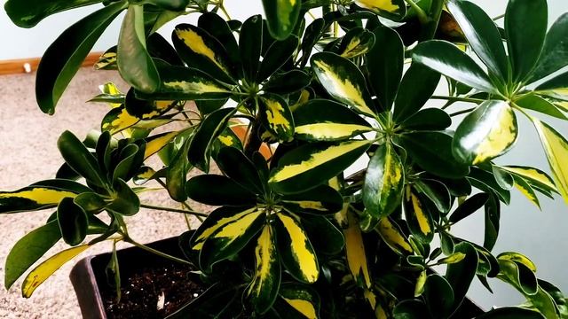 Schefflera Gold Capella 02 Part 001 | Plant Vlog 049 смотреть онлайн