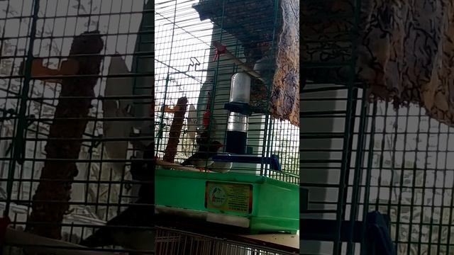 Трели зебрового амадина смотреть онлайн