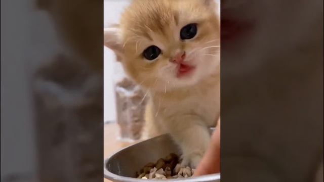 Как приучить котёнка есть сухой корм. смотреть онлайн