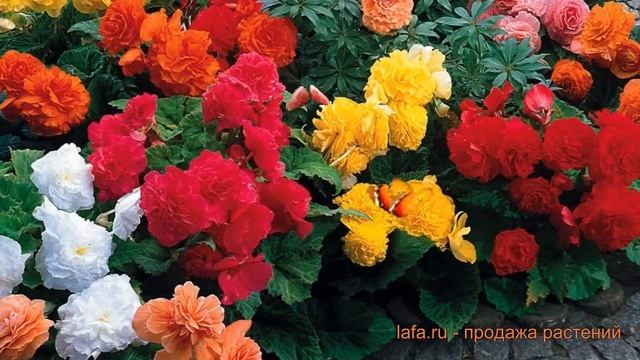 Бегония вечноцветущая Микс (mix) ? обзор: как сажать, семена бегонии Микс смотреть онлайн