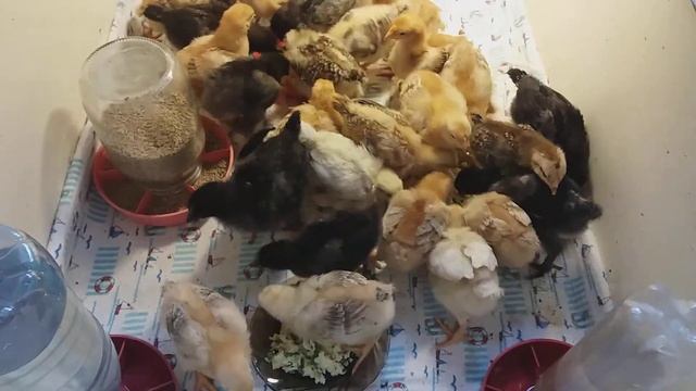 Чем кормить цыплят в первые две недели смотреть онлайн