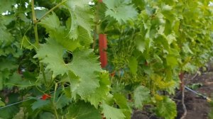 Виноград Монарх. Особенности нормировки и формировки.