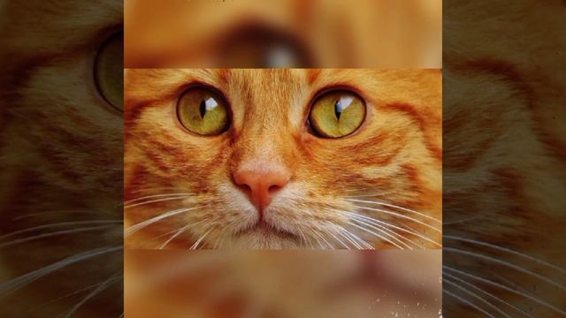 Почему кошка кусает хозяина: ветеринары пояснили поведение домашнего питомца#кот #кошки #домашние смотреть онлайн