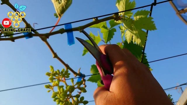 ANGGUR TALDUN BERBUAH TANPA PUPUK GENERATIF‼️?? смотреть онлайн