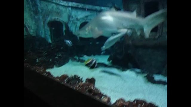 ВОРОНЕЖ/ОКЕАНАРИУМ/ЛЕТО2017/АКУЛЫ смотреть онлайн