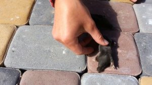 с какой скоростью кроты ползают